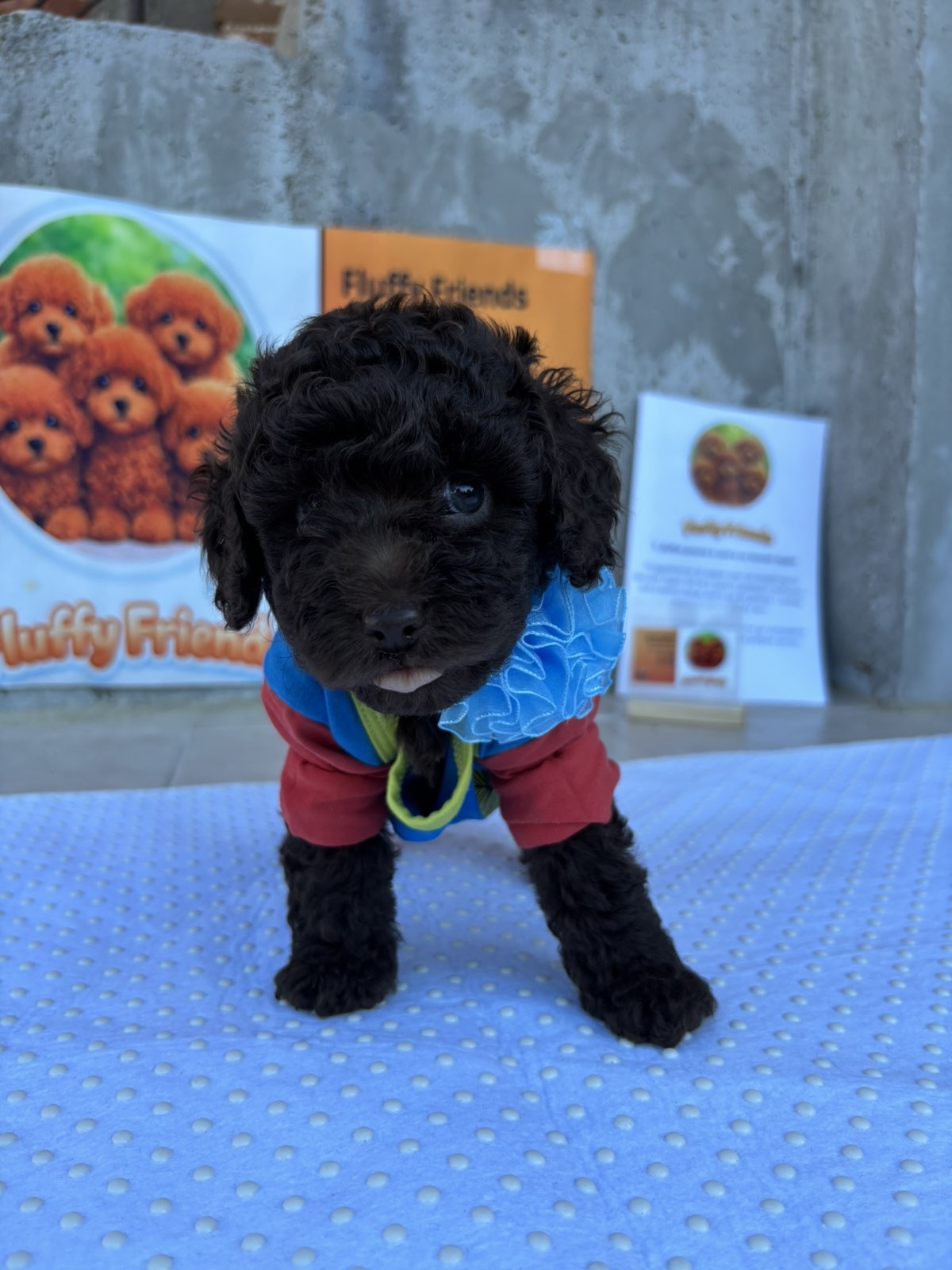 Черно пуделче Fluffy Friends в синя дрешка