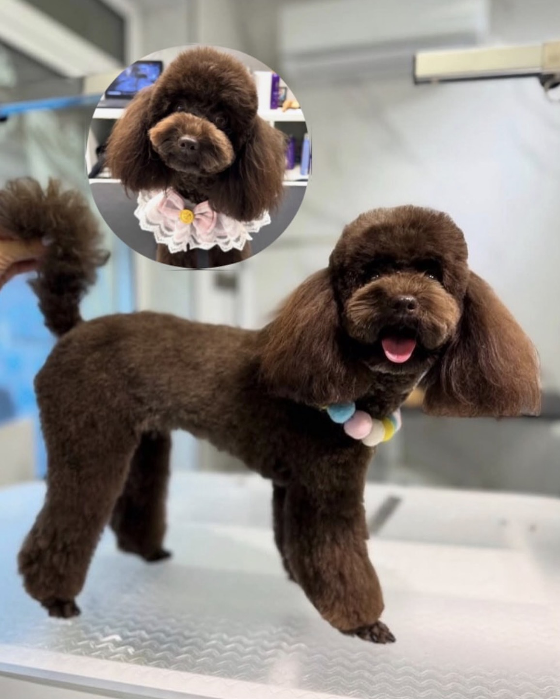 Шоколадов пудел Fluffy Friends