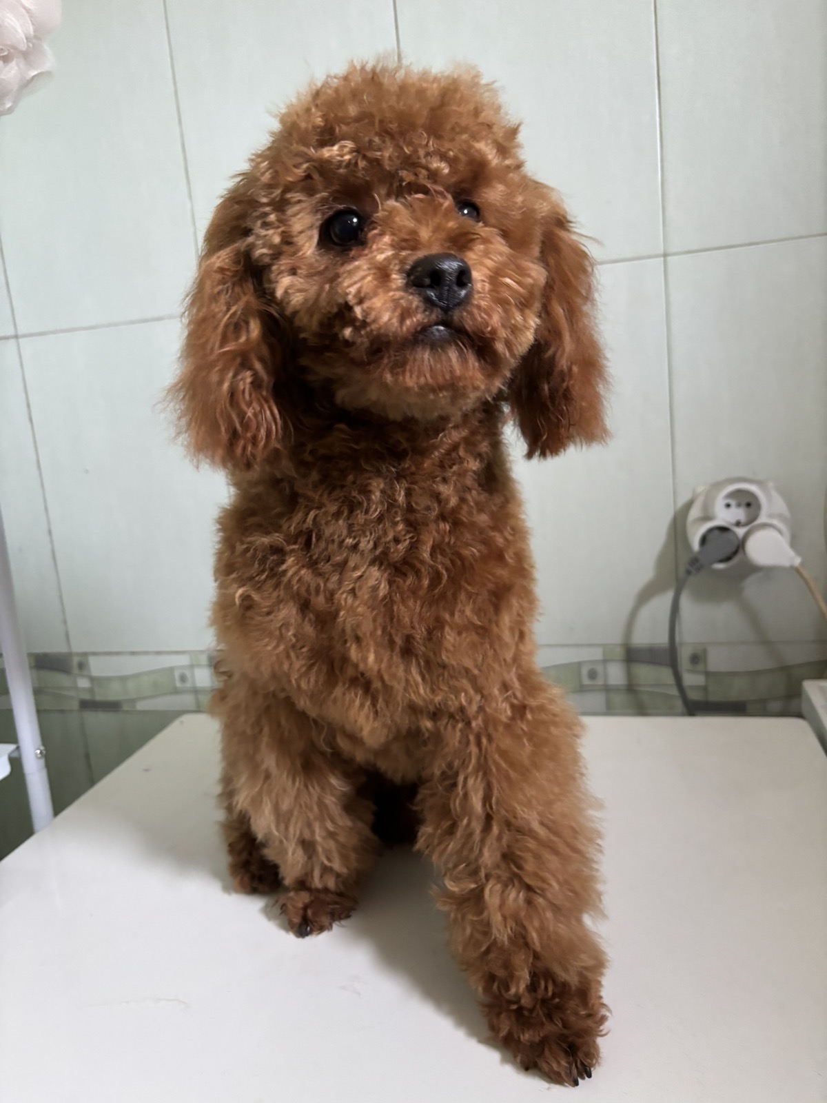 Червен пудел Fluffy Friends
